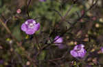 Slenderleaf false foxglove